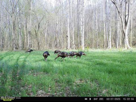 0 Midway Rd, Wesson, MS 39191 photo 30