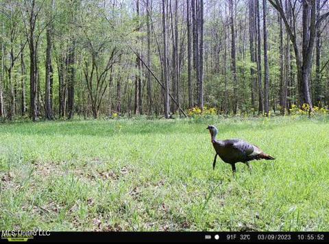 0 Midway Rd, Wesson, MS 39191 photo 35