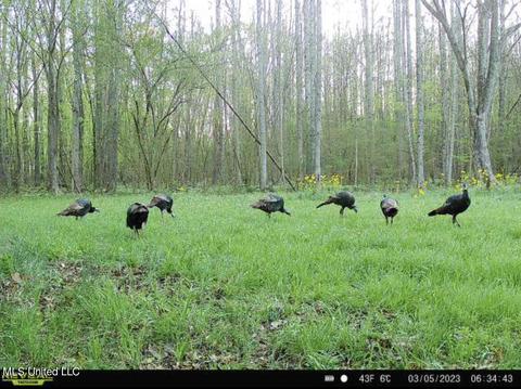 0 Midway Rd, Wesson, MS 39191 photo 33
