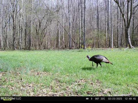 0 Midway Rd, Wesson, MS 39191 photo 27
