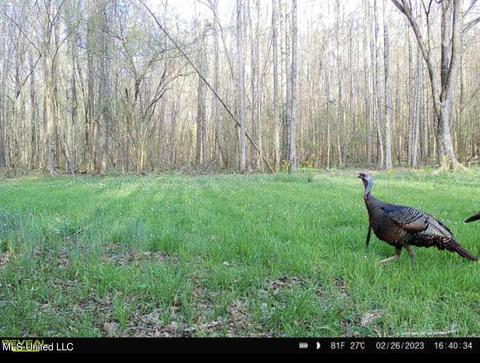 0 Midway Rd, Wesson, MS 39191 photo 29