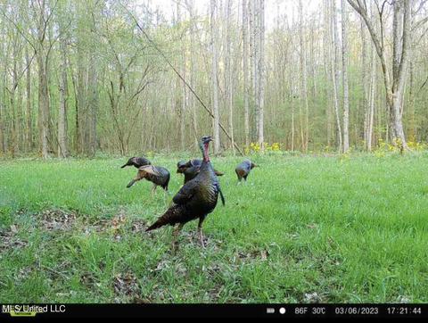 0 Midway Rd, Wesson, MS 39191 photo 34