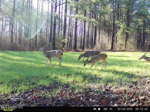 0 Midway Rd, Wesson, MS 39191 photo 2