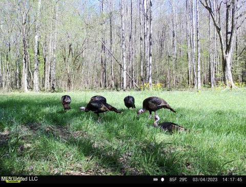 0 Midway Rd, Wesson, MS 39191 photo 32