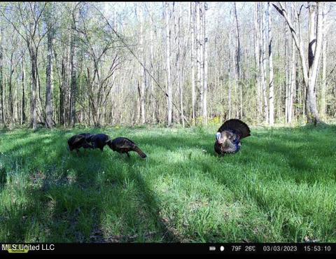 0 Midway Rd, Wesson, MS 39191 photo 31