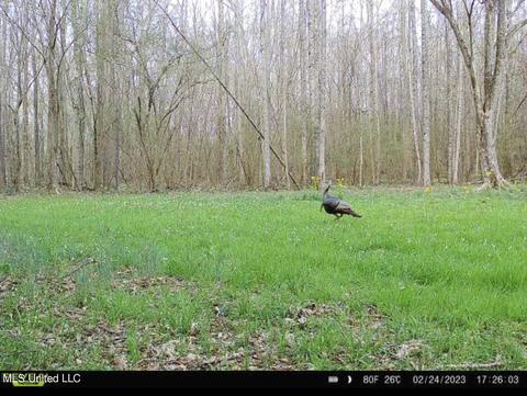 0 Midway Rd, Wesson, MS 39191 photo 28