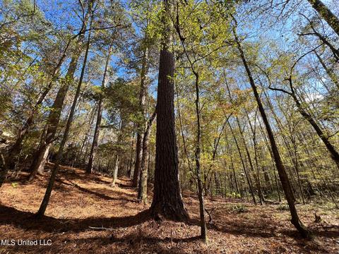 Highway 500, Lena, MS 39094 photo 9