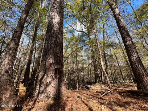 Highway 500, Lena, MS 39094 photo 1