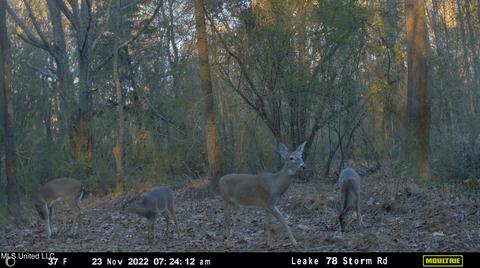 Highway 500, Lena, MS 39094 photo 18