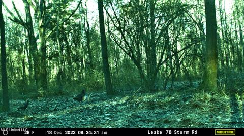 Highway 500, Lena, MS 39094 photo 14