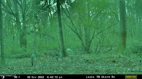Highway 500, Lena, MS 39094 photo 25