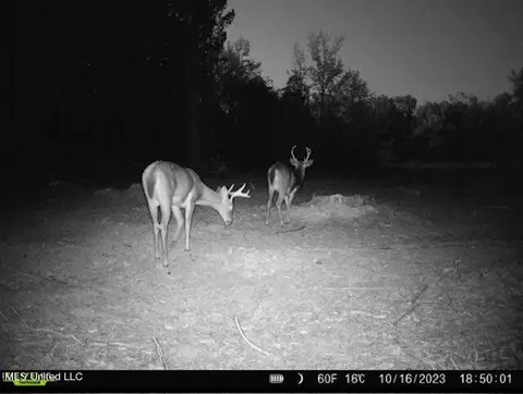 County Road 4101, Sallis, MS 39160 photo 42