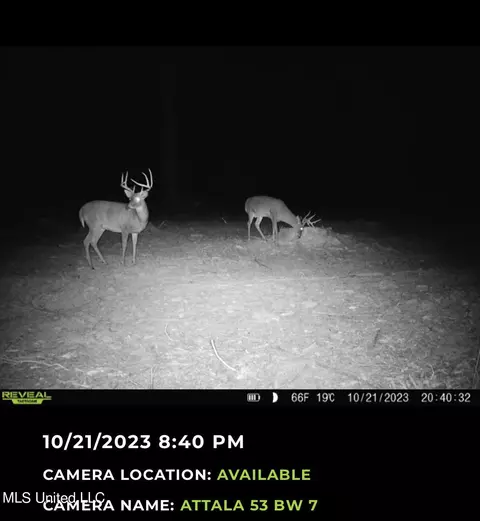 County Road 4101, Sallis, MS 39160 photo 45