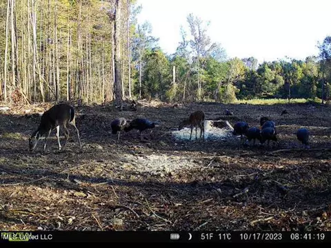 County Road 4101, Sallis, MS 39160 photo 41