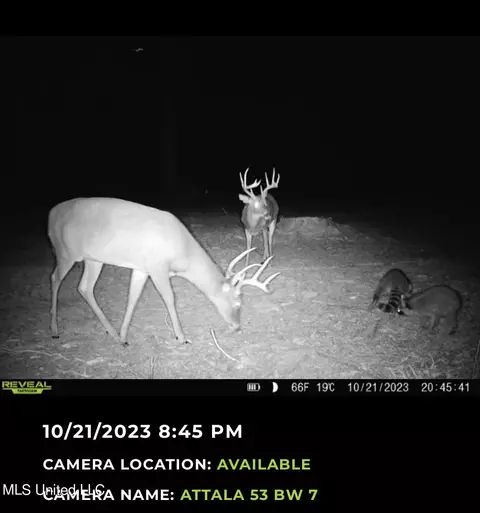 County Road 4101, Sallis, MS 39160 photo 44