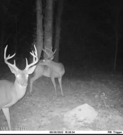 County Road 4101, Sallis, MS 39160 photo 3