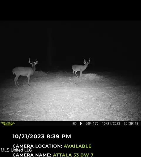 County Road 4101, Sallis, MS 39160 photo 46