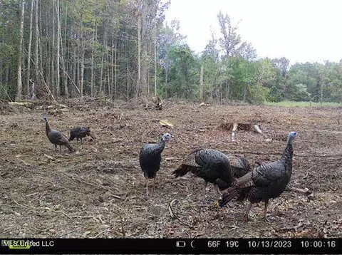 County Road 4101, Sallis, MS 39160 photo 39