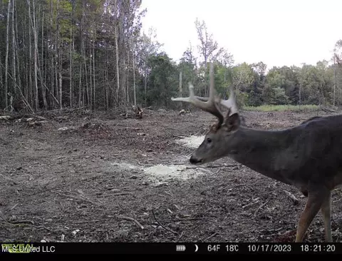 County Road 4101, Sallis, MS 39160 photo 37