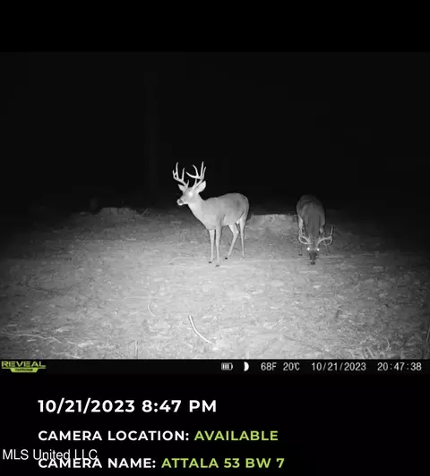 County Road 4101, Sallis, MS 39160 photo 43
