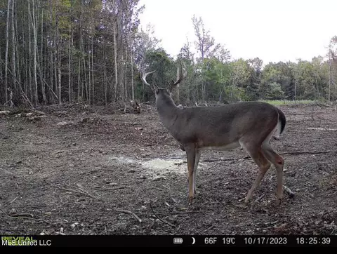 County Road 4101, Sallis, MS 39160 photo 36