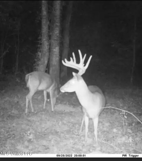 County Road 4101, Sallis, MS 39160 photo 2