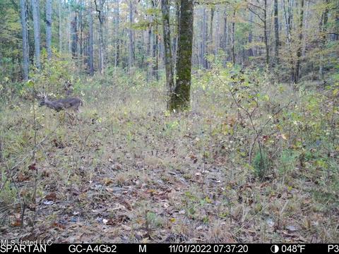 1242 Rock Hill Rd # A, Como, MS 38619 photo 128