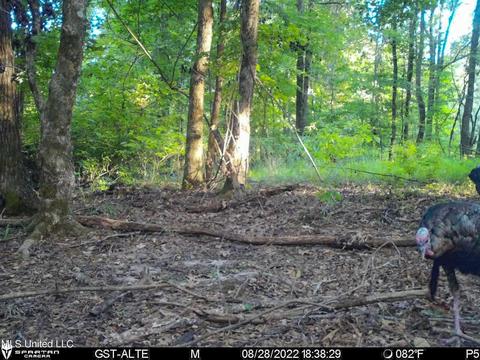 1242 Rock Hill Rd # A, Como, MS 38619 photo 120