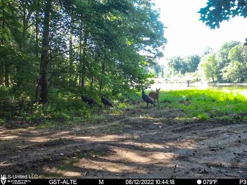 1242 Rock Hill Rd # A, Como, MS 38619 photo 133