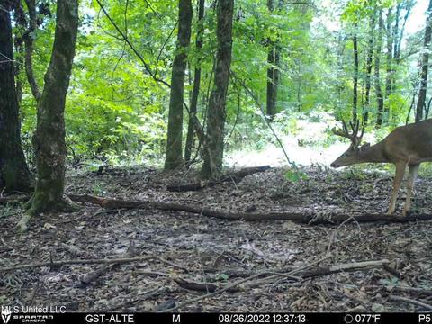 1242 Rock Hill Rd # A, Como, MS 38619 photo 121