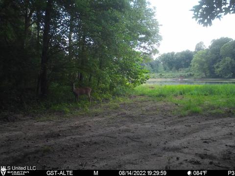 1242 Rock Hill Rd # A, Como, MS 38619 photo 123