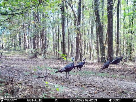 1242 Rock Hill Rd # A, Como, MS 38619 photo 142