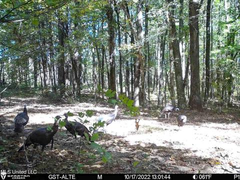 1242 Rock Hill Rd # A, Como, MS 38619 photo 141