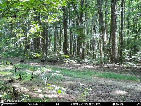 1242 Rock Hill Rd # A, Como, MS 38619 photo 146