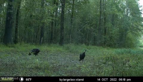 0 Shady Grove Rd, Goodman, MS 39079 photo 37