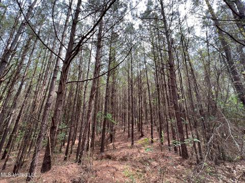 Highway 503, Hickory, MS 39332 photo 15