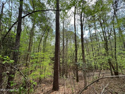 Highway 503, Hickory, MS 39332 photo 13