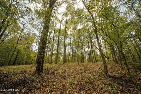 3753 Sparta Rd, Holcomb, MS 38940 photo 41
