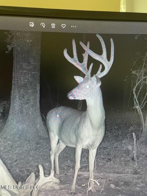 Ratliff Rd Road, Flora, MS 39071 photo 7