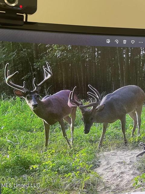 Ratliff Rd Road, Flora, MS 39071 photo 8