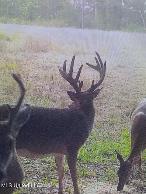 Ratliff Rd Road, Flora, MS 39071 photo 6