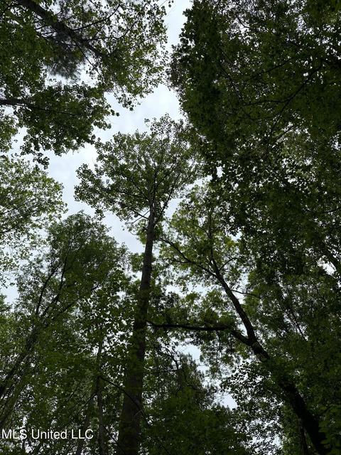 Mill Branch Road, Pulaski, MS 39152 photo 5