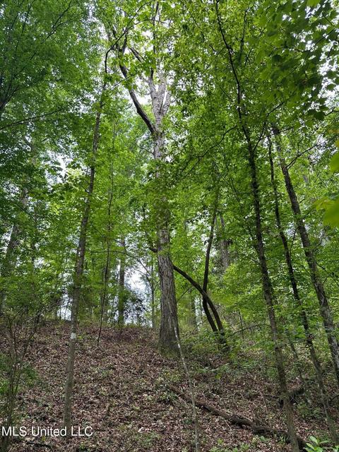 Mill Branch Road, Pulaski, MS 39152 photo 4