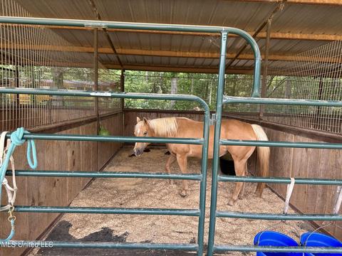 117 Rideability Ln, Brandon, MS 39042 photo 36