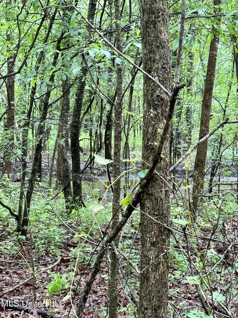 Mcclyde Road, Como, MS 38619 photo 7