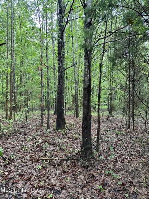 Mcclyde Road, Como, MS 38619 photo 4