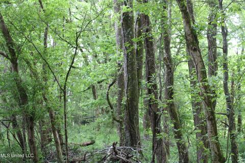 2900 Springfield Rd, Senatobia, MS 38668 photo 15