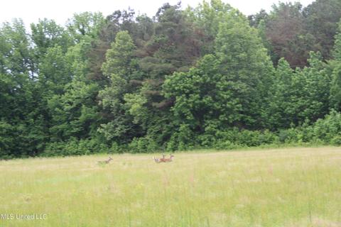 2900 Springfield Rd, Senatobia, MS 38668 photo 11