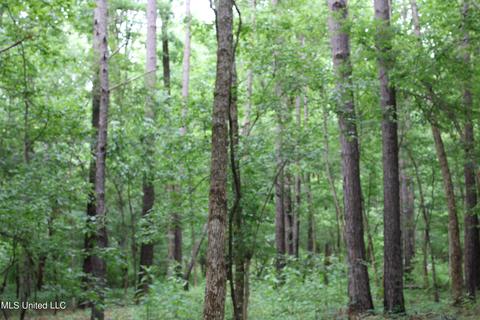 2900 Springfield Rd, Senatobia, MS 38668 photo 18