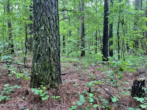 0 County Road 205, Mantee, MS 39751 photo 14